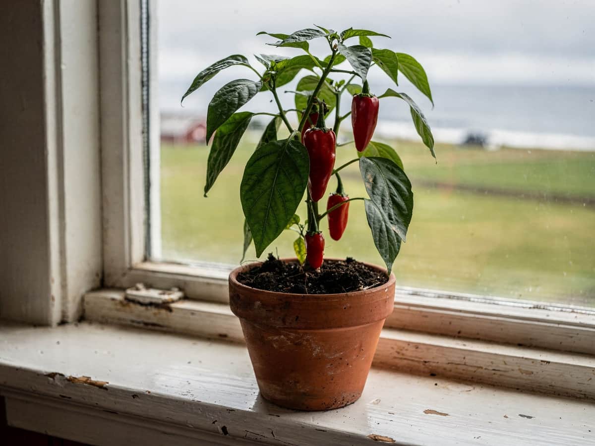 Chiliplante med røde frukter i terrakottapotte i et vindu, med grønne jorder og grå himmel utenfor